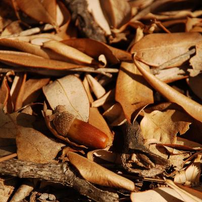 Прикрепленное изображение: oak_0024.jpg